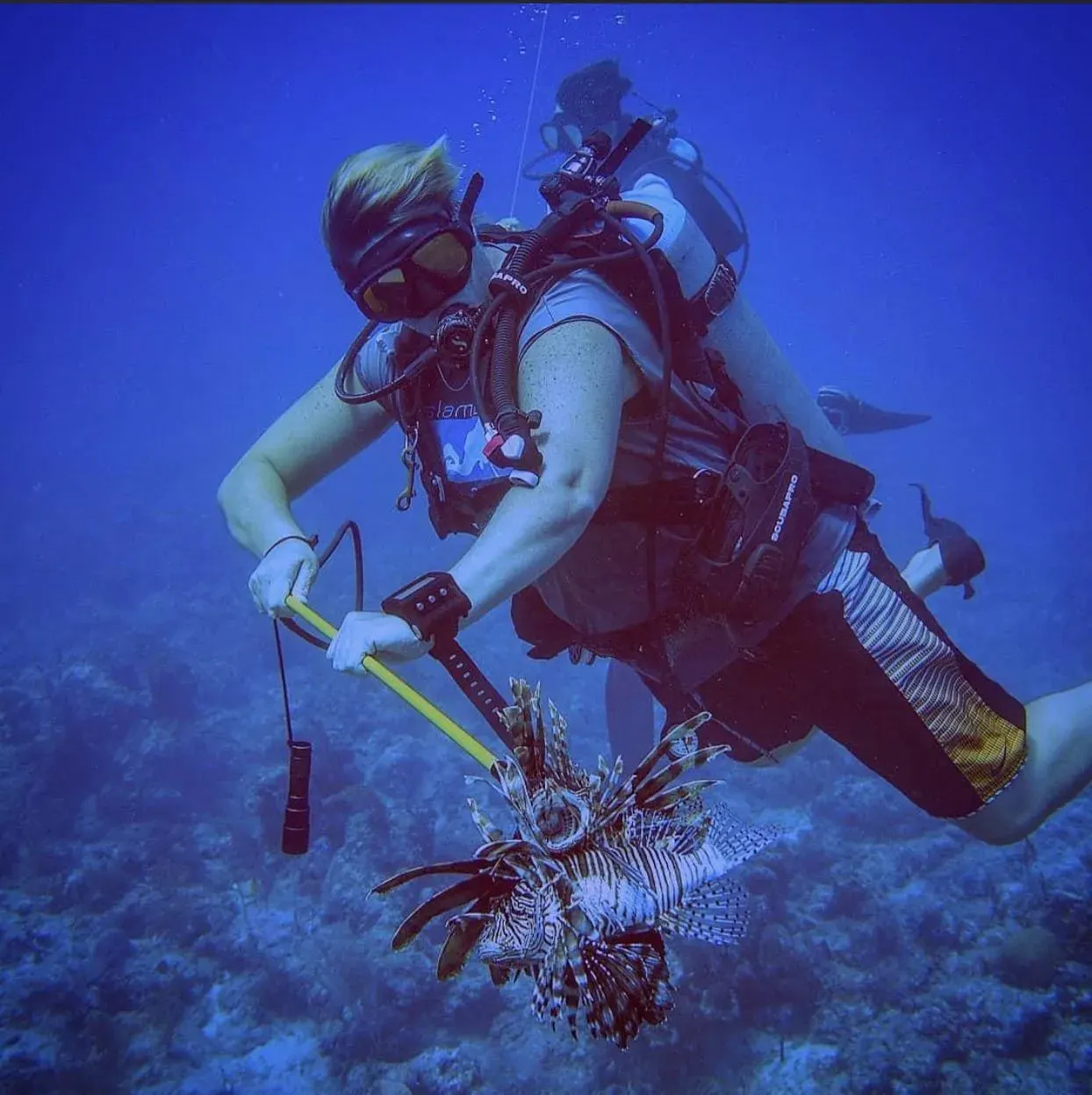 Scuba diver underwater holding a spearfishing pole with a lionfish caught on the end.