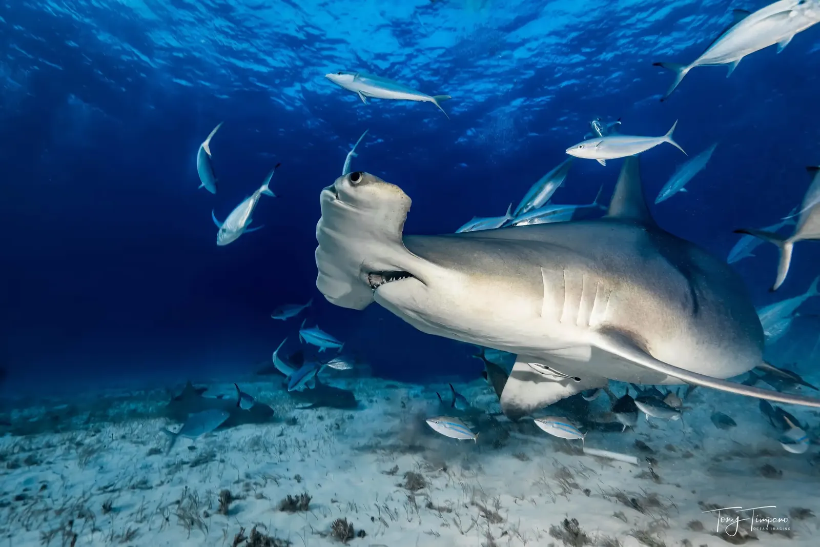 Hammerhead Shark passing along the ledge reef at Hammerhead dive site, Islamorada Florida Keys