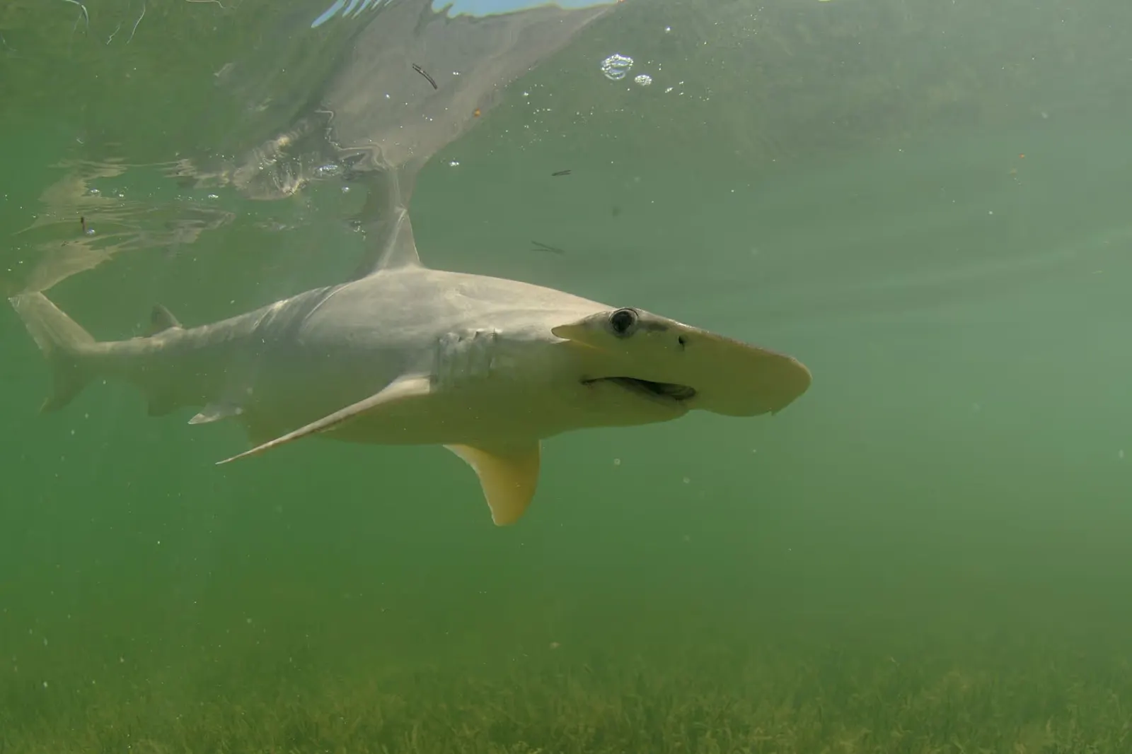 Bonnethead shark swimming in greenish water above sea grass.