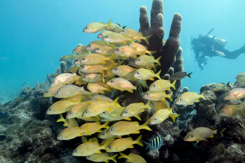 Schooling grunts around coral heads at Hens and Chickens reef