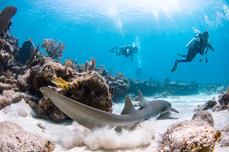 Nurse shark resting on a sunlit reef
