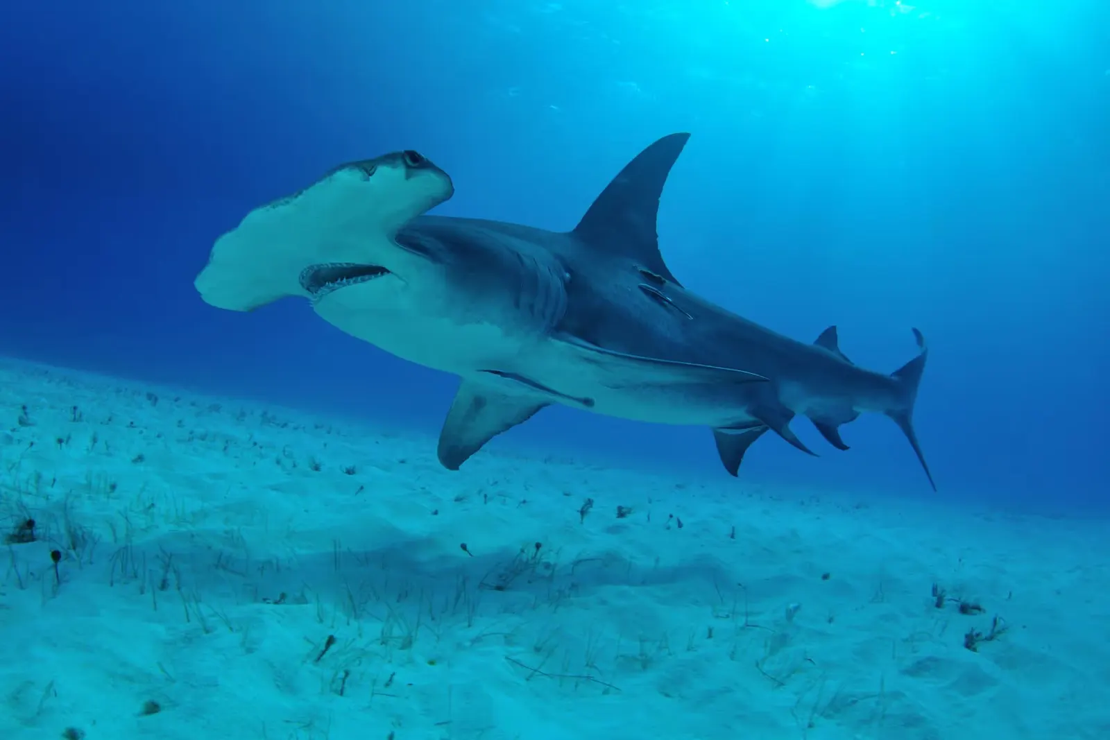 Hammerhead shark swimming over a sandy ocean floor with sparse underwater plants.