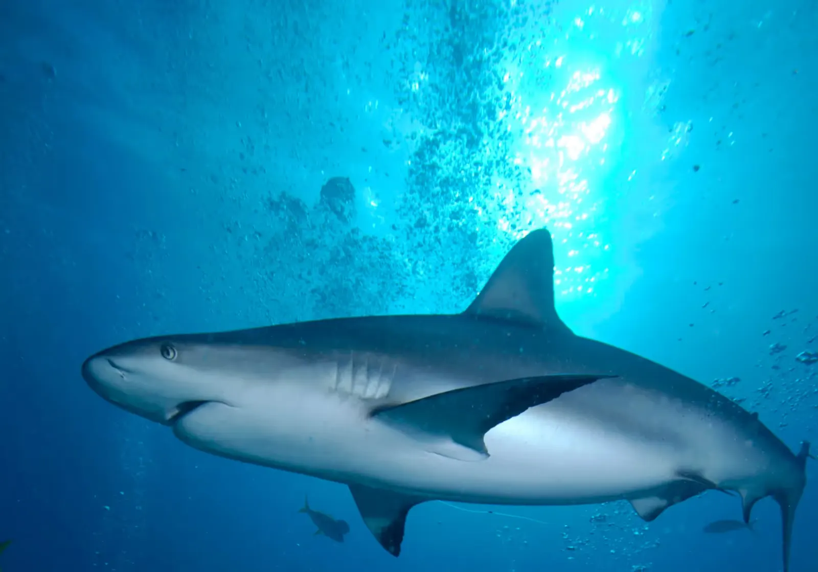 Bull Shark moving along the wall at Bully reef dive site, Islamorada Florida Keys