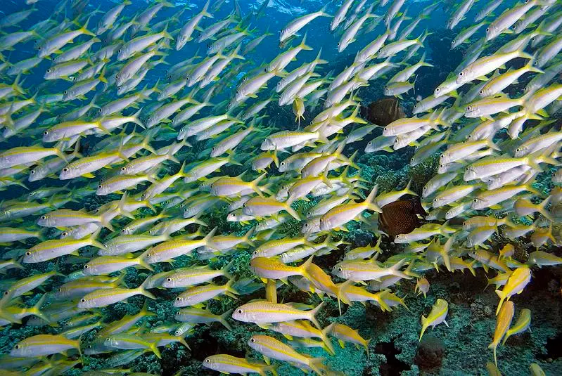 Large school of yellow and silver fish above a coral reef