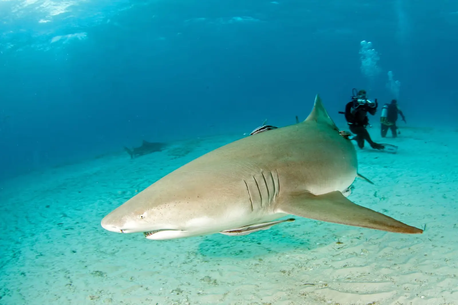 Lemon shark swimming close to the sandy ocean floor with two scuba divers in the background.