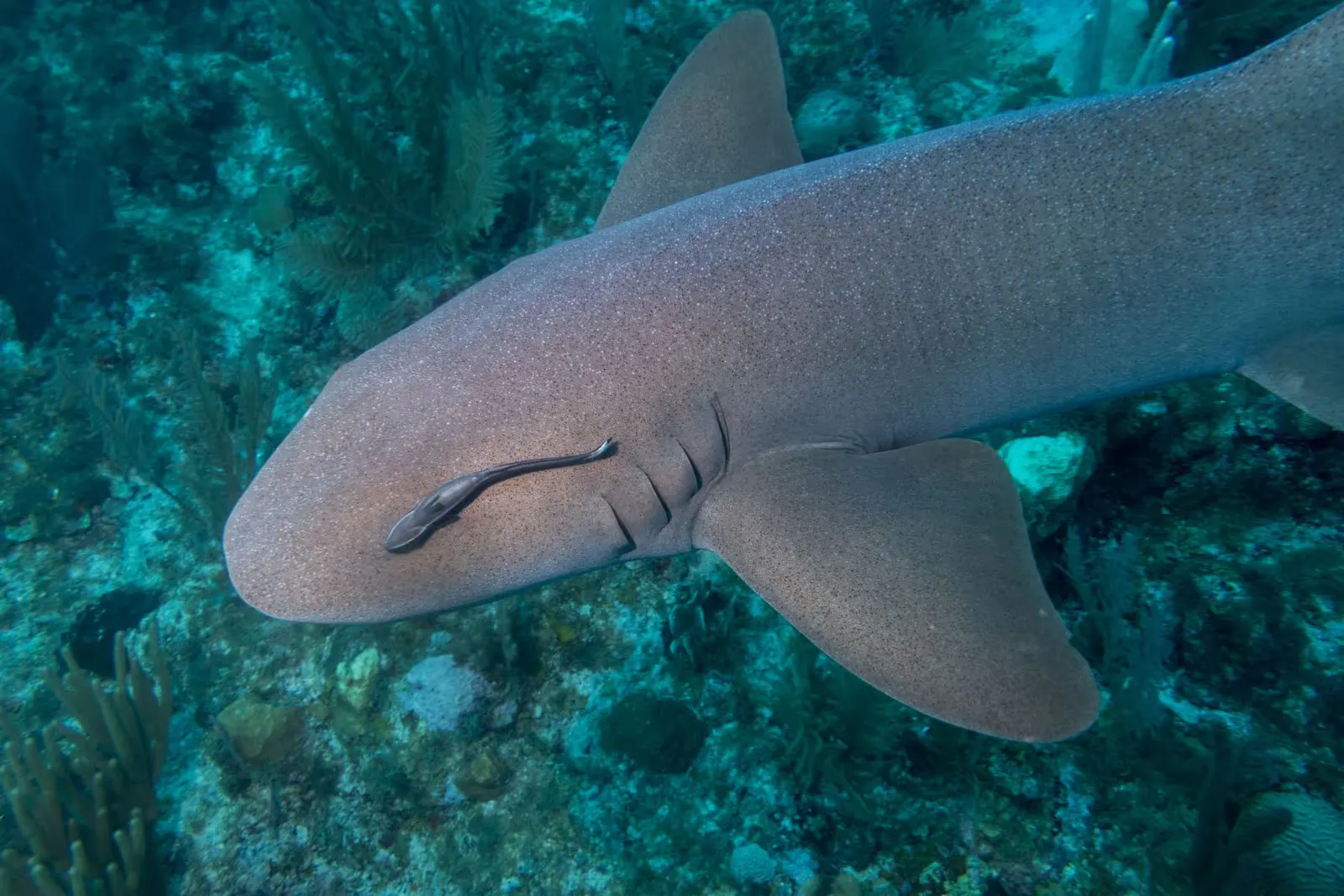 Close-up of a nurse shark swimming near the ocean floor with a remora fish attached to its head.