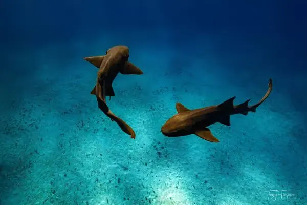 Two sharks swimming over a clear, blue ocean floor underwater.